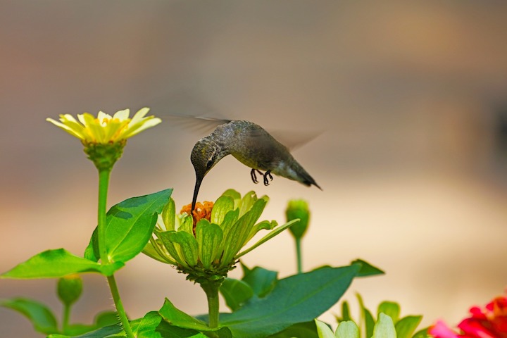 a humming bird perching on a flower