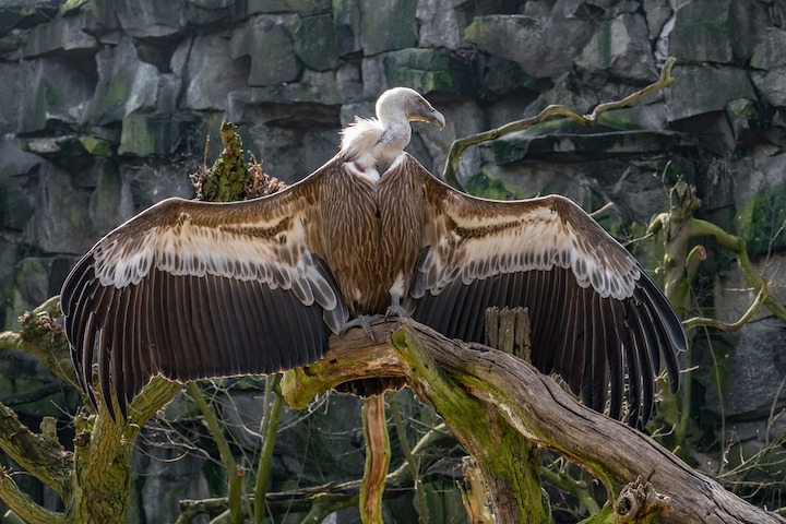 a big old-looking bird