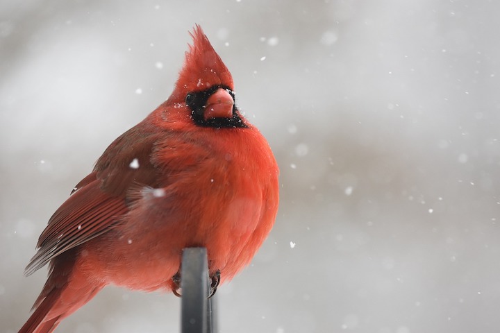 image of a cardinal