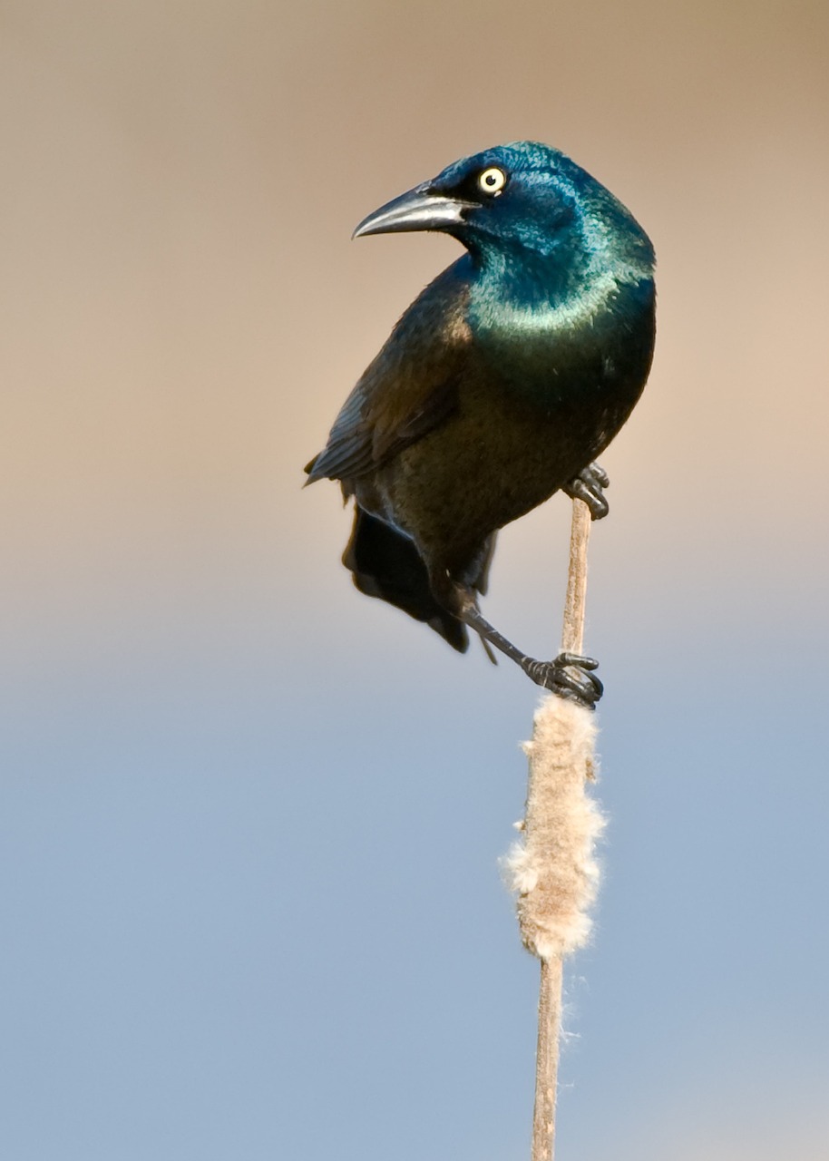 picture of a raven