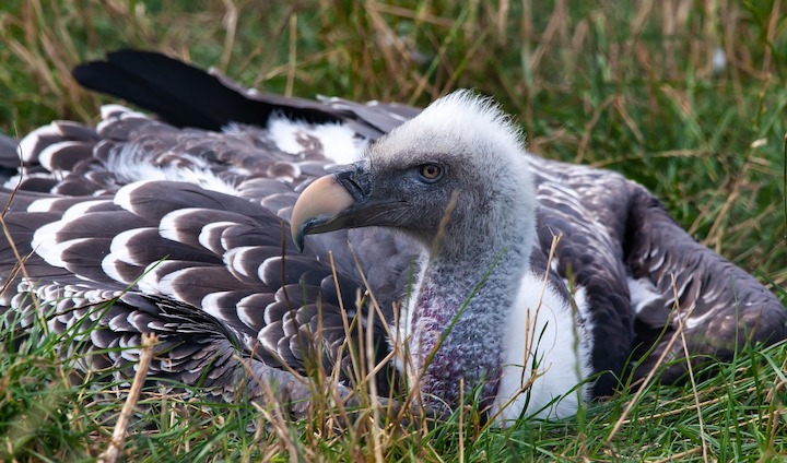 Ruppel's Griffon vulture