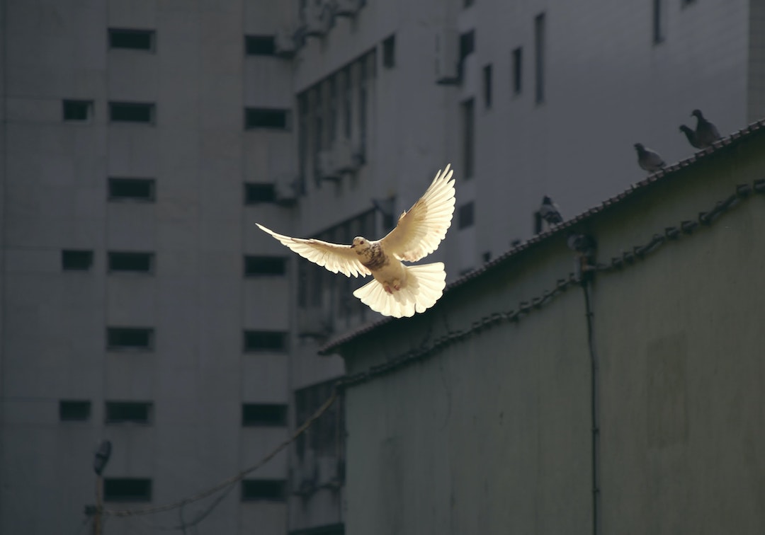 a bird flying