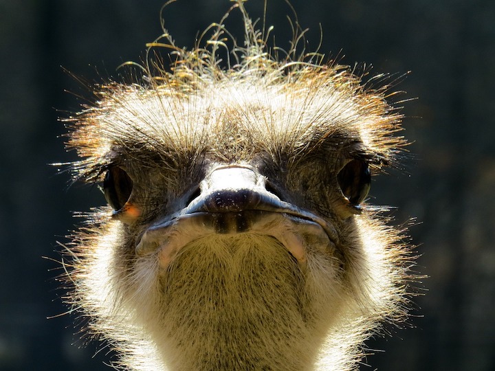 upclose image of an ostritch