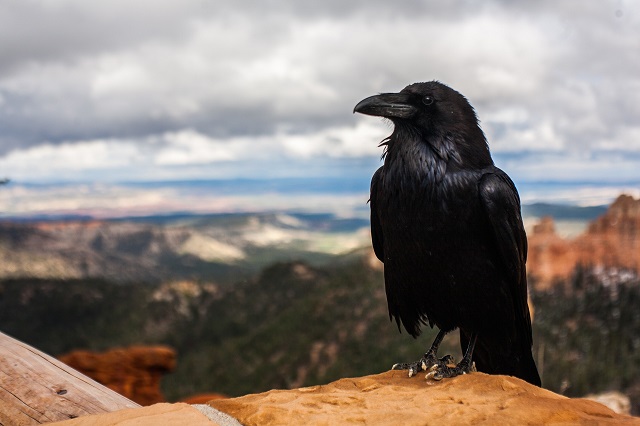 a crow upclose