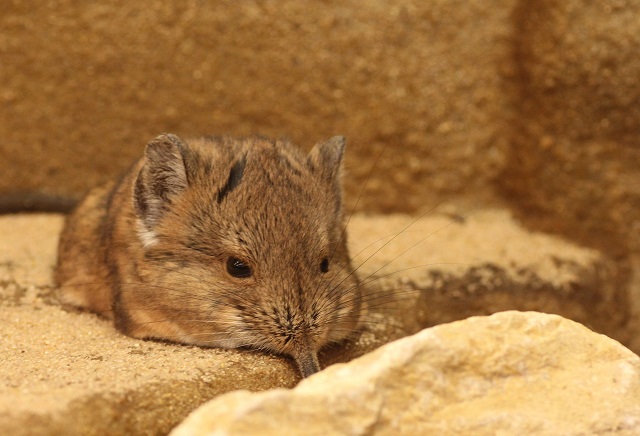 elephant shrew upclose