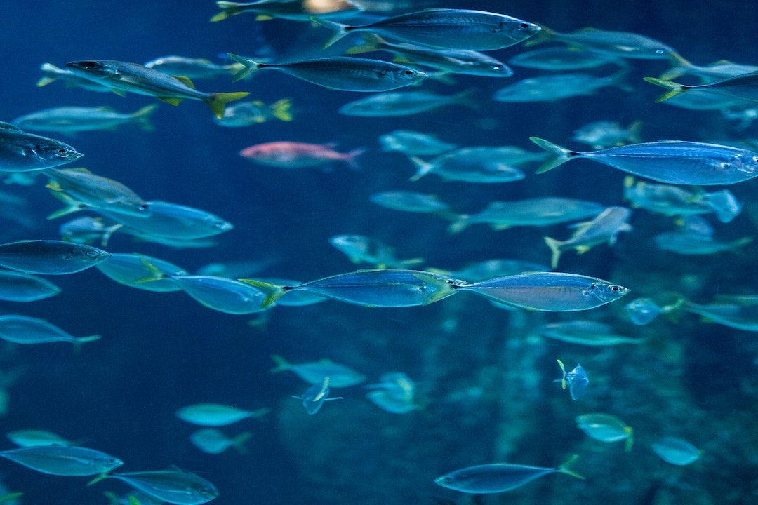 pictures of blue fish (not pupfish I think)