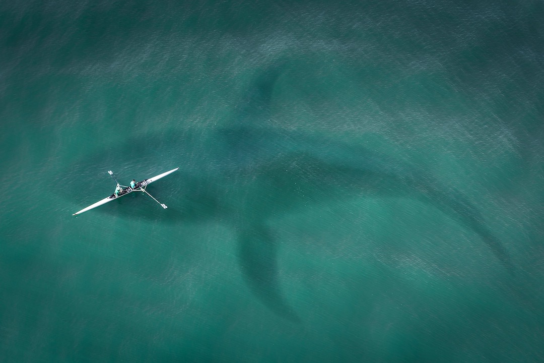 picture of a huge shark under a boat