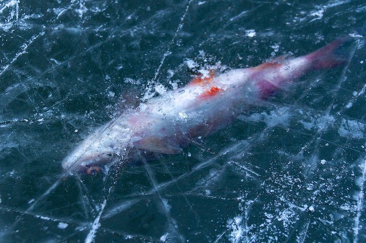 fish in ice