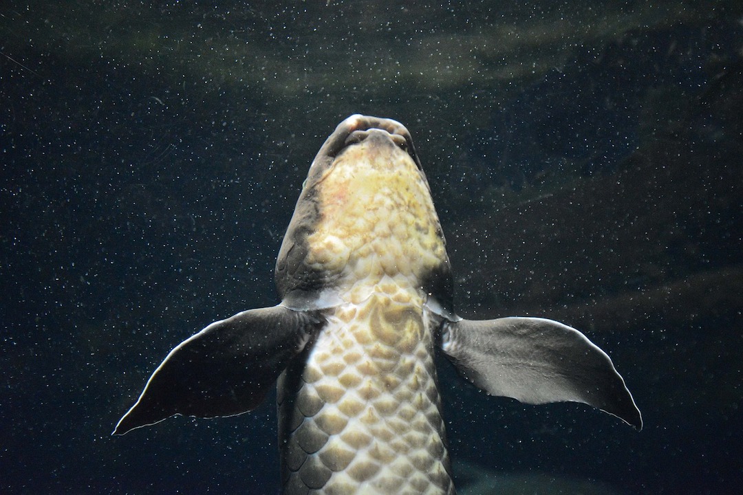 picture of a lungfish