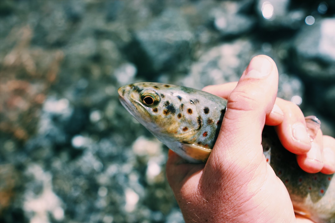 image of a spotted fish