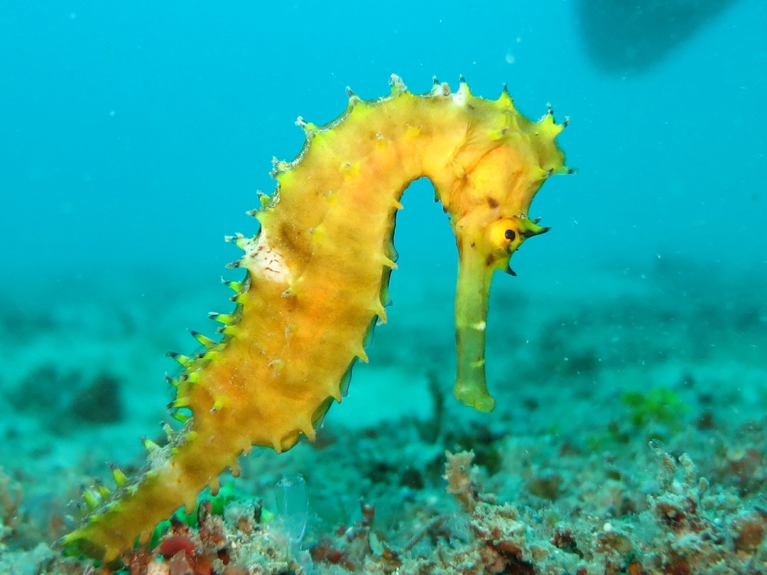 picture of a yellow seahorse