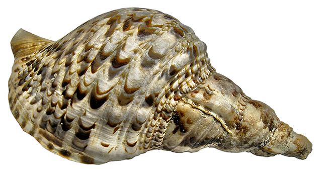 image of a snail