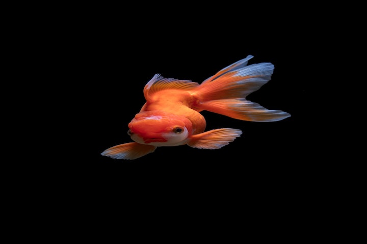 a fish in dark water