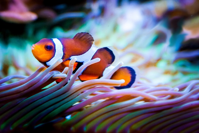 clown fish