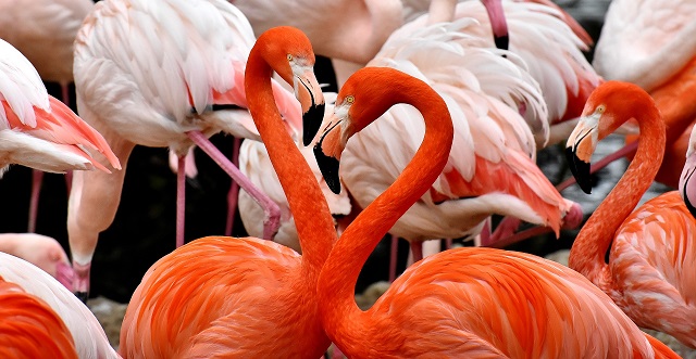 pink flamingo