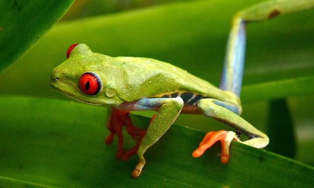 red eyed tree frog