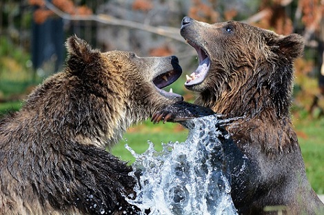 two bears fighting