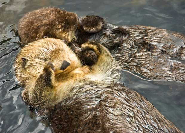 otters