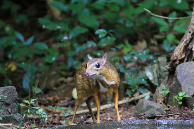 a chevrotain