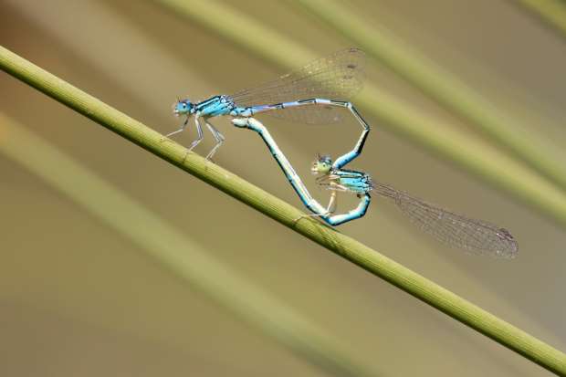 dragon flies forming a heart shape