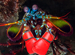 mantis shrimp with boxing gloves