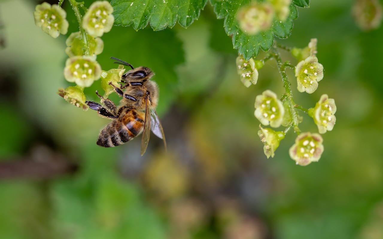 a flying bee