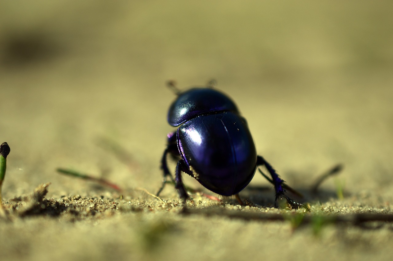 a dung beetle