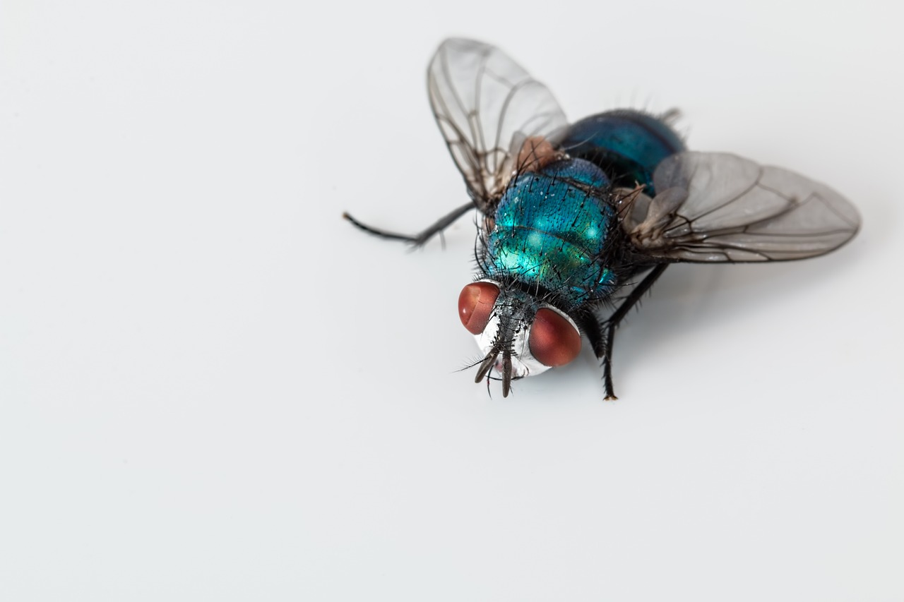 an image of a blowfly