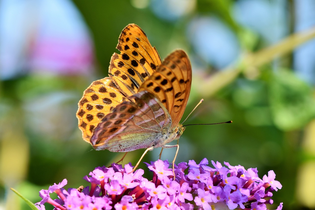 a butterfly on a flower