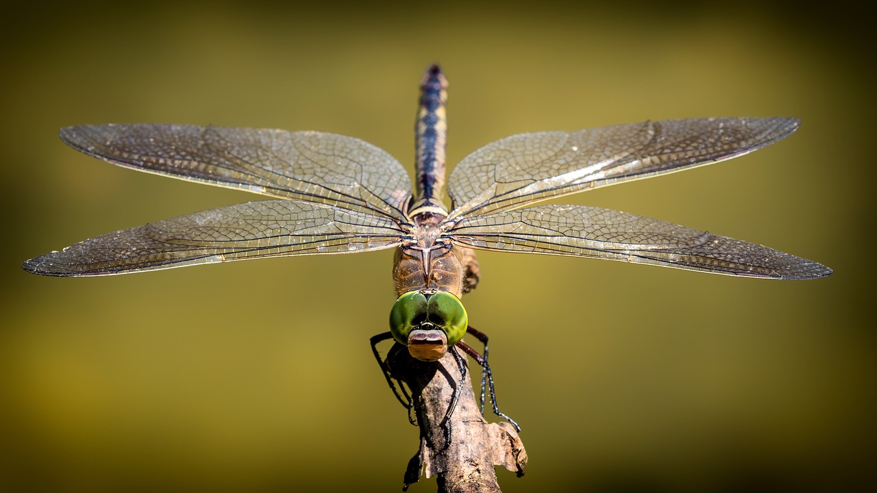 a large dragonfly