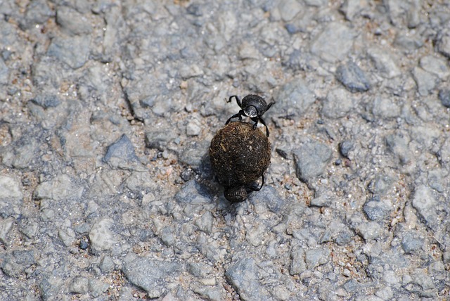 two dung beetles