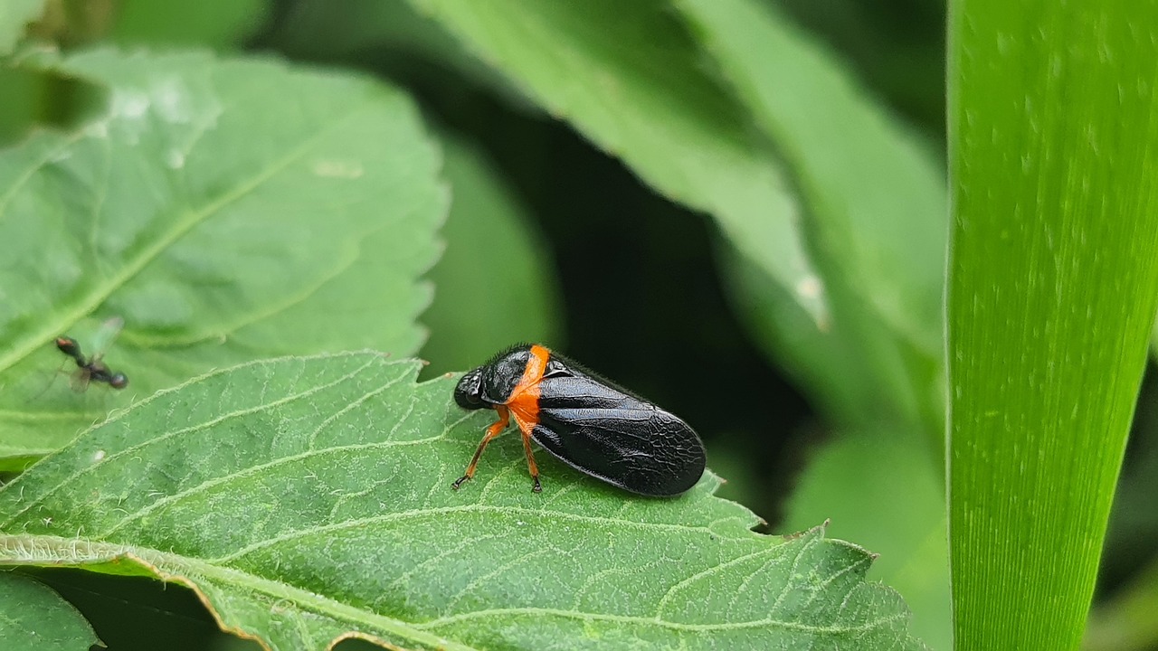 a froghopper