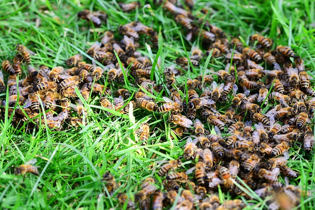 an image of many bees