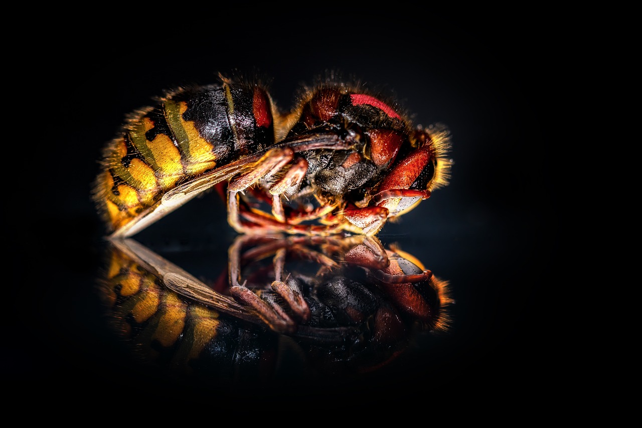 image of a hornet