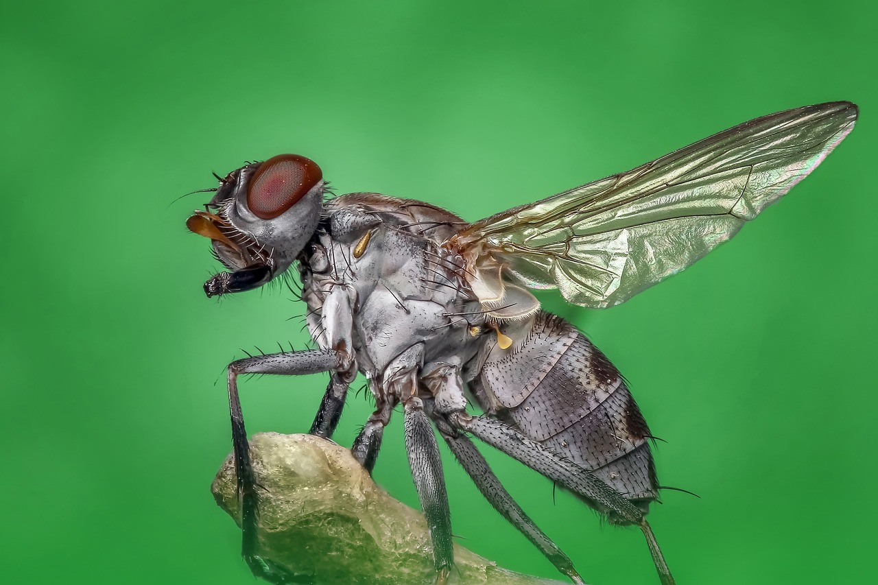 a housefly