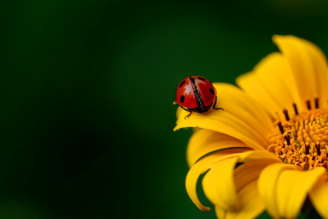 a lady bug