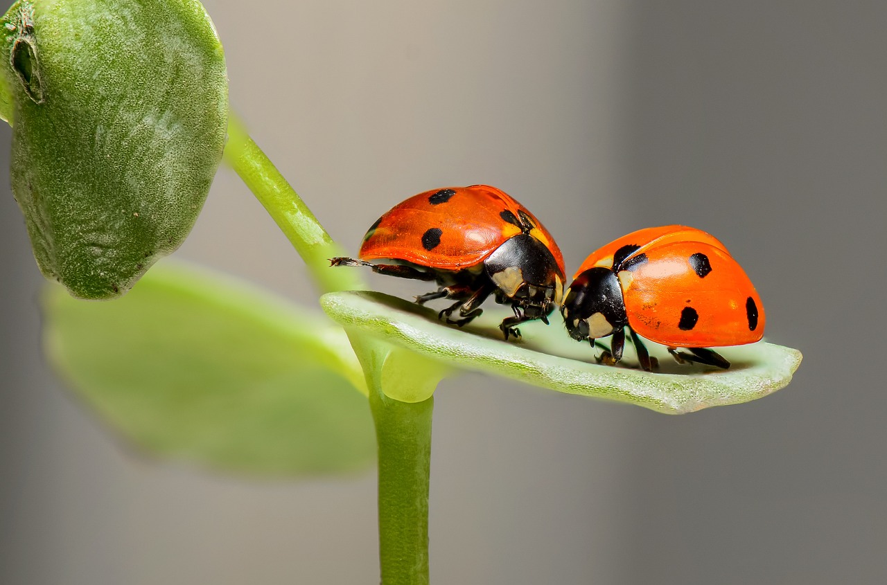 two ladybugs