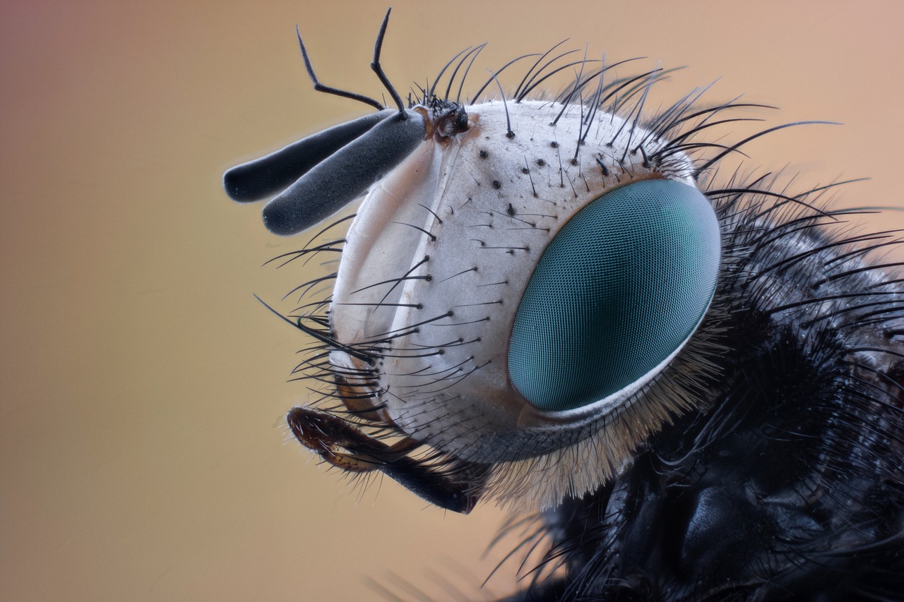 upclose image of an insect head