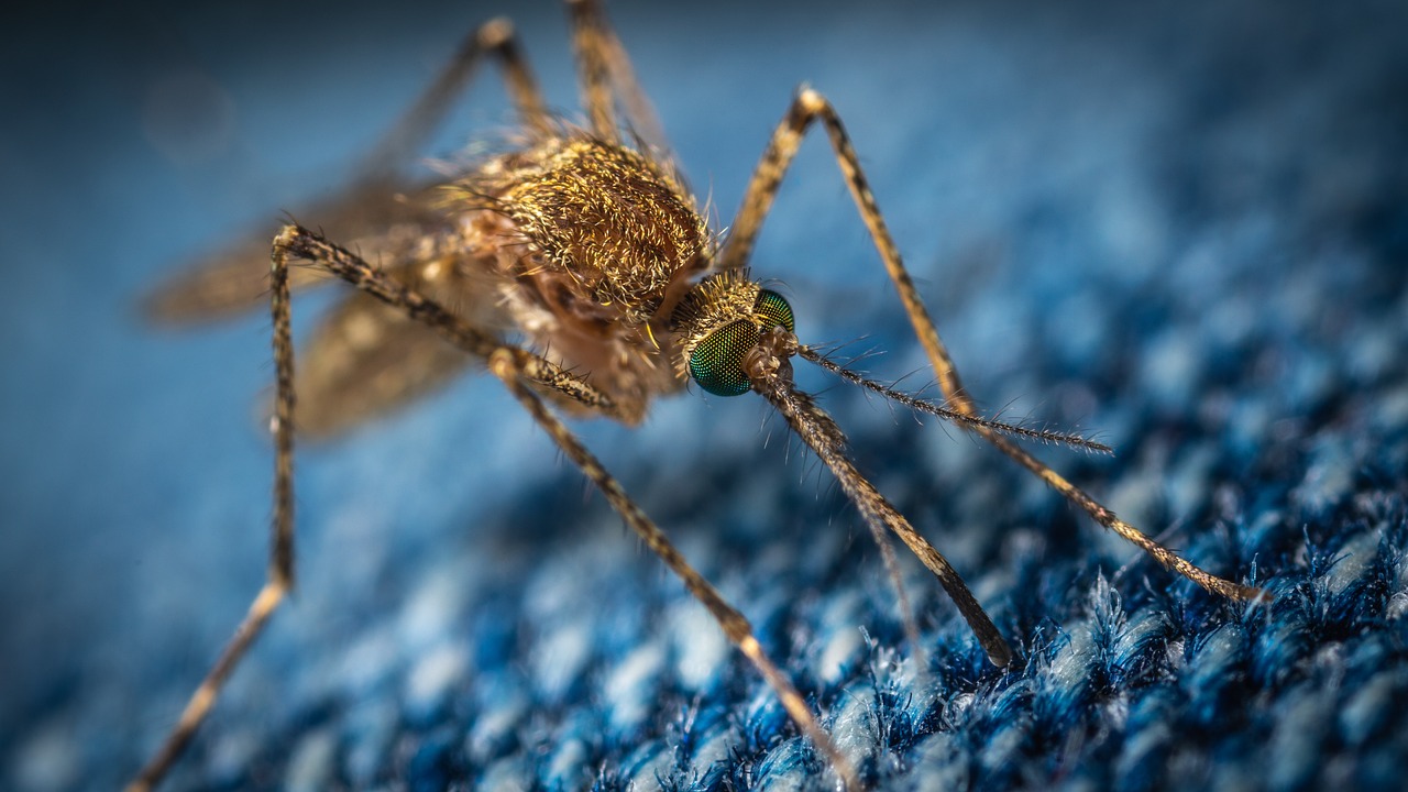 upclose image of a mosquito