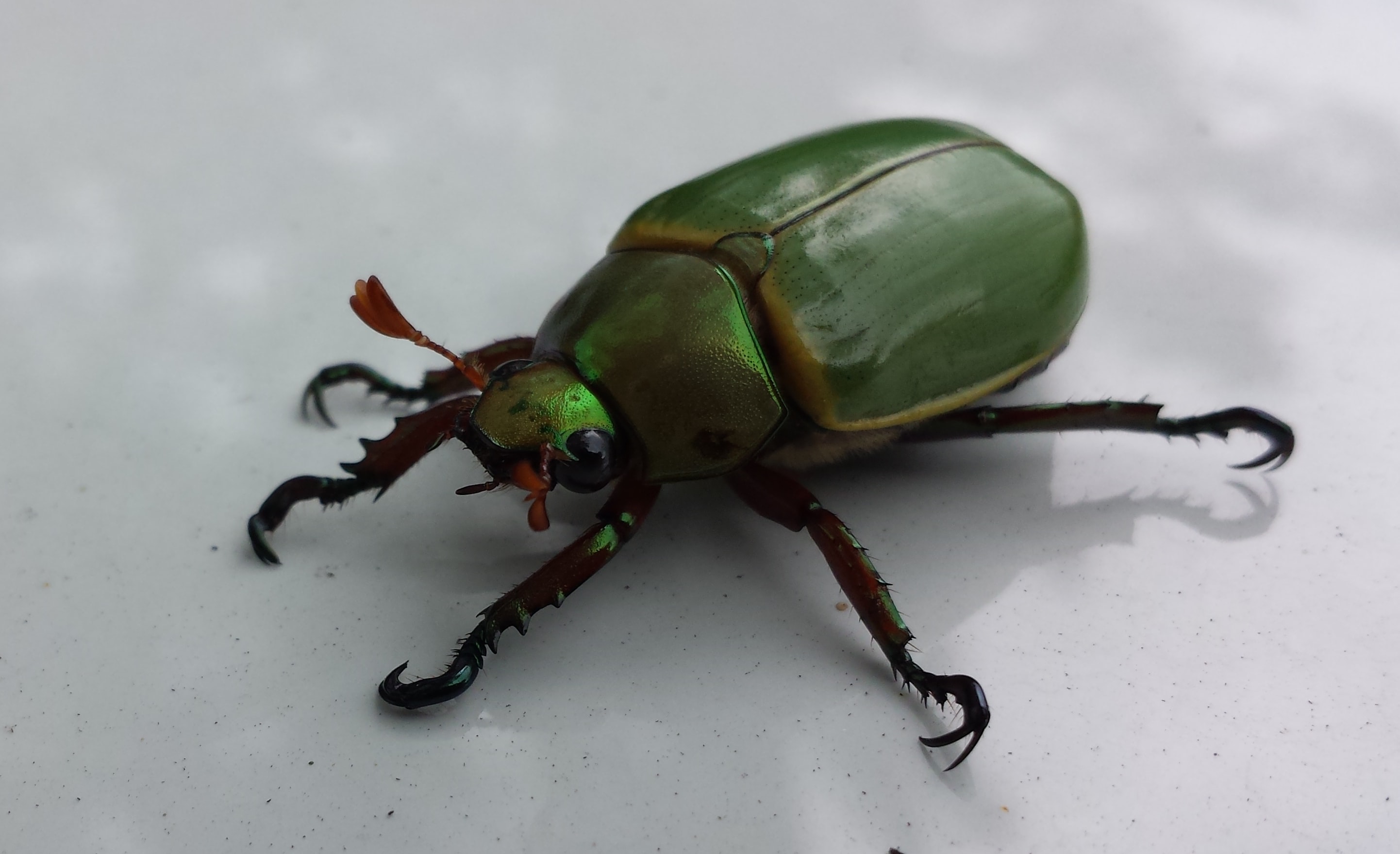 image of a beetle