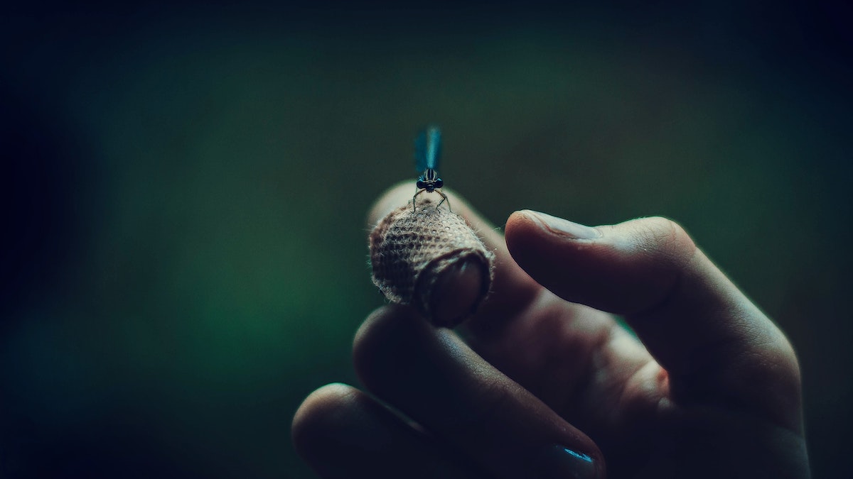 image of an insect on a hand