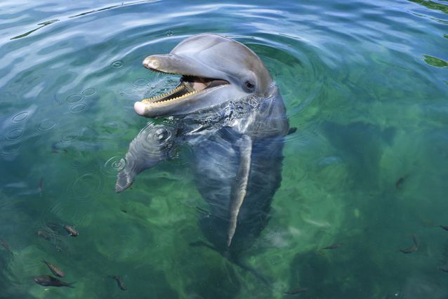 dolphin upclose