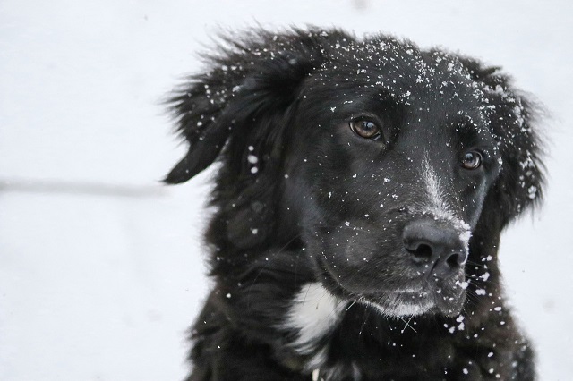 border collie