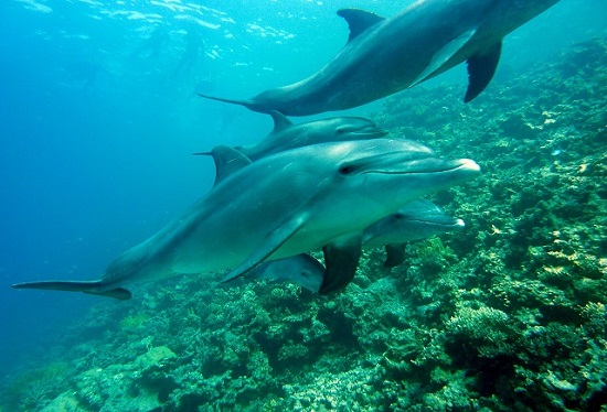 dolphins underwater