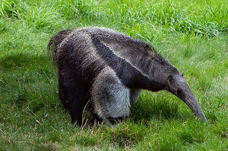 an ant eater