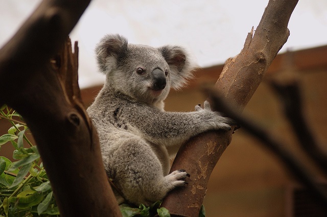 koala on a tree