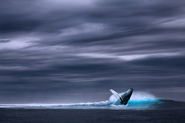 whale out of water in a distance