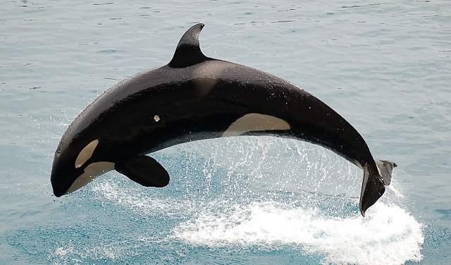 an orca (killer whale) out of water