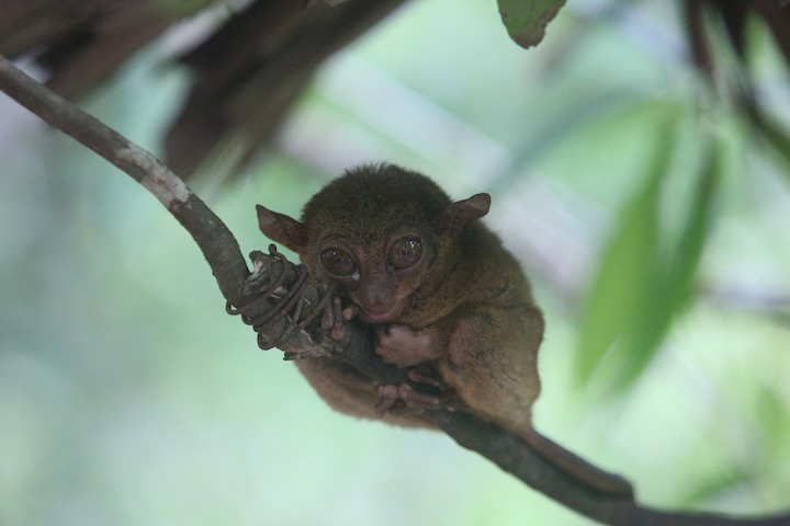 picture of a tarsier on a tree