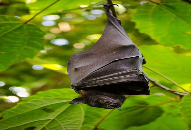 a fruitbat upclose